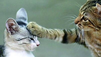 Come far convivere due gatti in casa: gli errori da evitare e i consigli da seguire