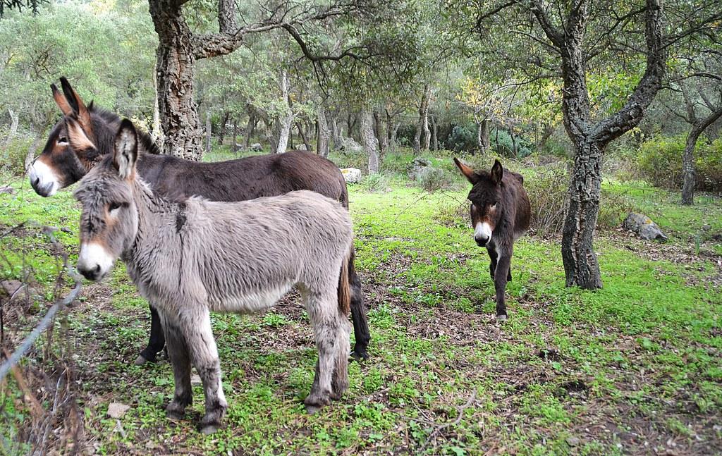 Asino sardo, tutela e nuove prospettive: esperti e istituzioni a confronto