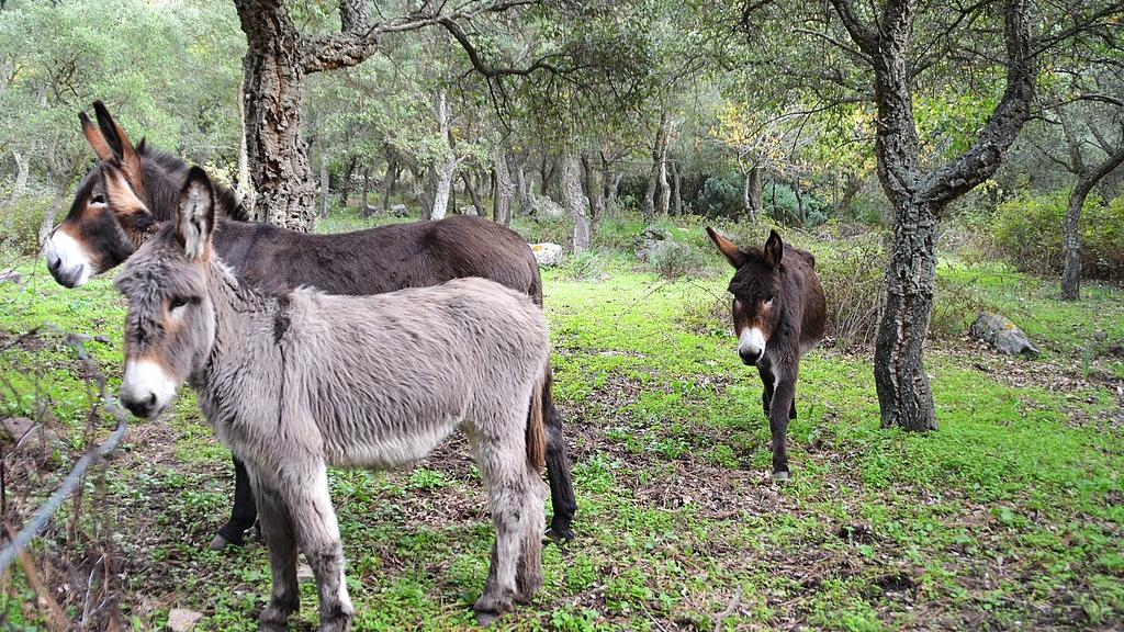 Asino sardo, tutela e nuove prospettive: esperti e istituzioni a confronto