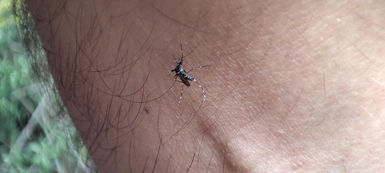 Zanzare anche a ottobre: perché pungono ancora e cosa fare adesso per averne meno in primavera