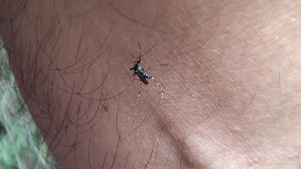 Zanzare anche a ottobre: perché pungono ancora e cosa fare adesso per averne meno in primavera
