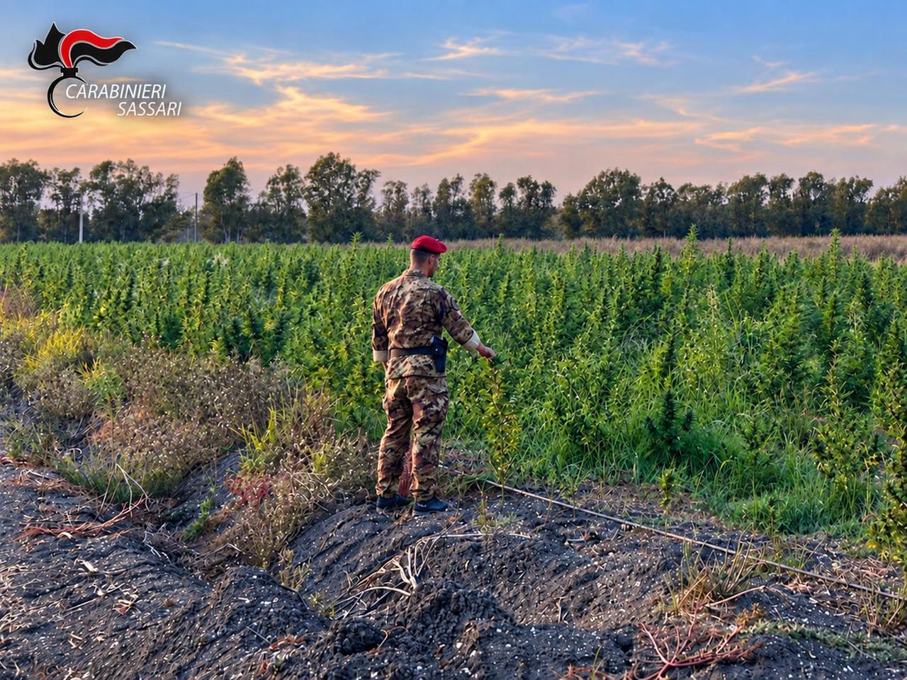 Piantagione di marijuana da 1,2 milioni di euro: quattro arresti in Gallura