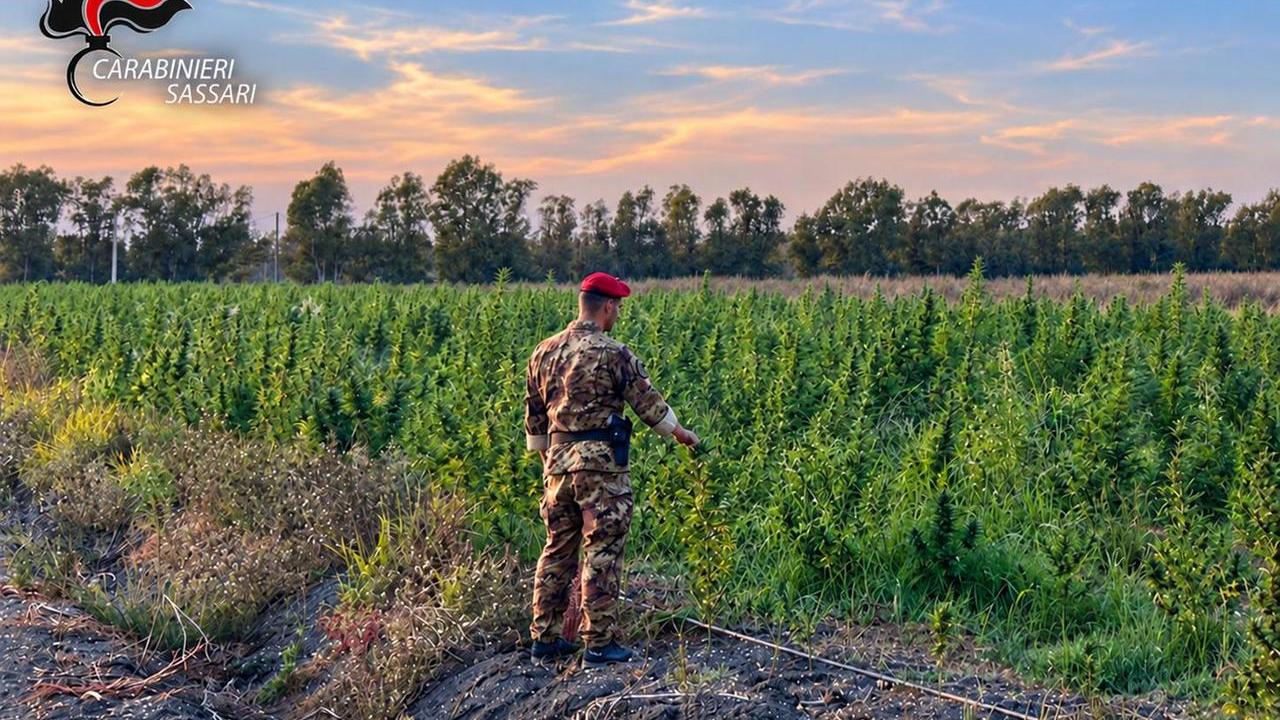 Piantagione di marijuana da 1,2 milioni di euro: quattro arresti in Gallura