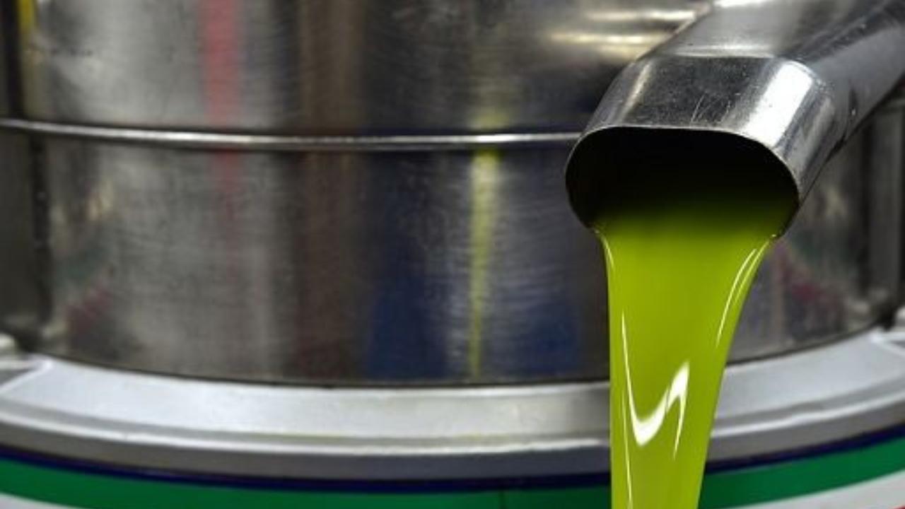 
	La situazione dell'olio in Toscana&nbsp;

