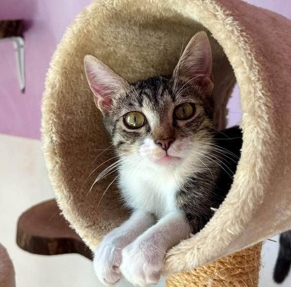 Gattopoli cerca volontari: tra colonie, cuccioli e adozioni, ecco cosa c’è da fare