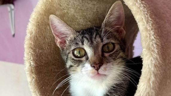 Gattopoli cerca volontari: tra colonie, cuccioli e adozioni, ecco cosa c’è da fare