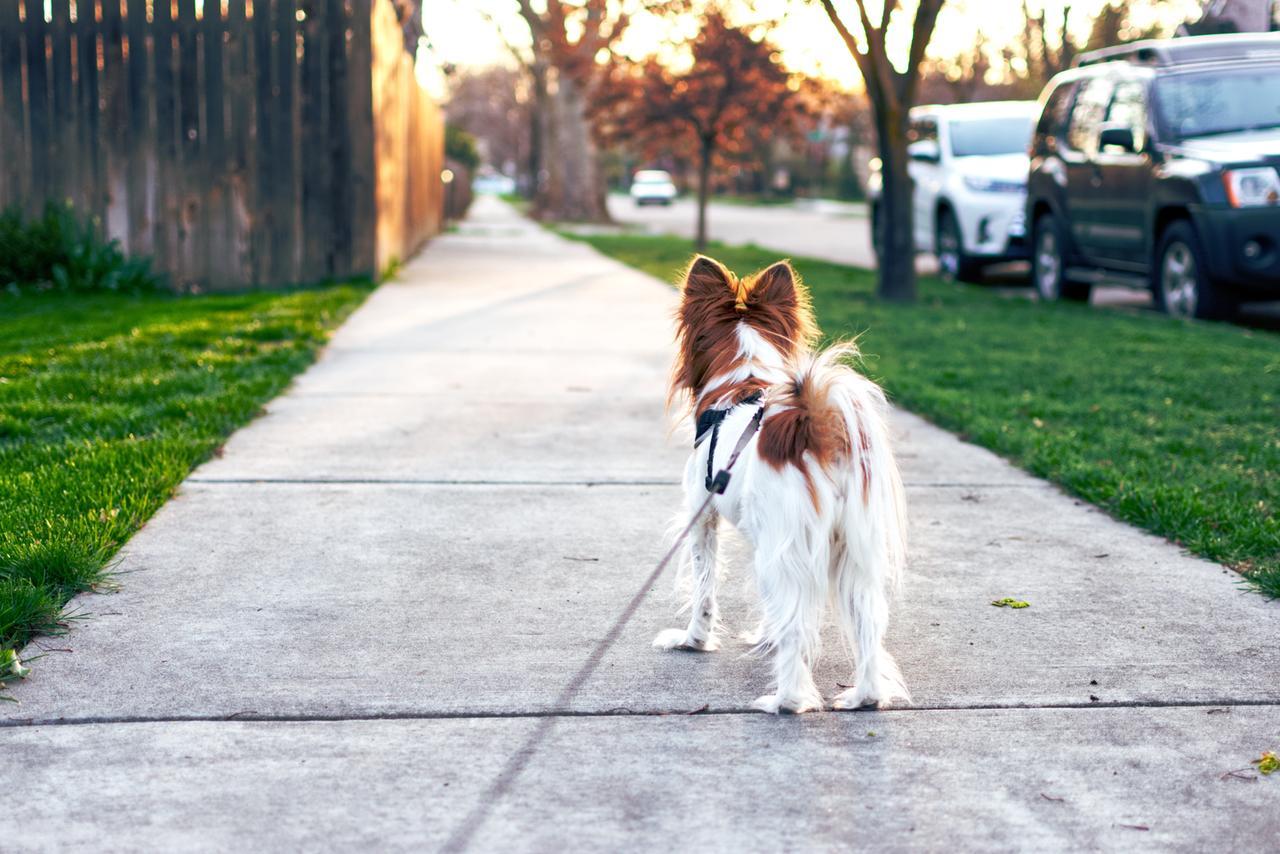 Porti a spasso il cane? Ecco gli errori da evitare per non trasformare la passeggiata in uno stress