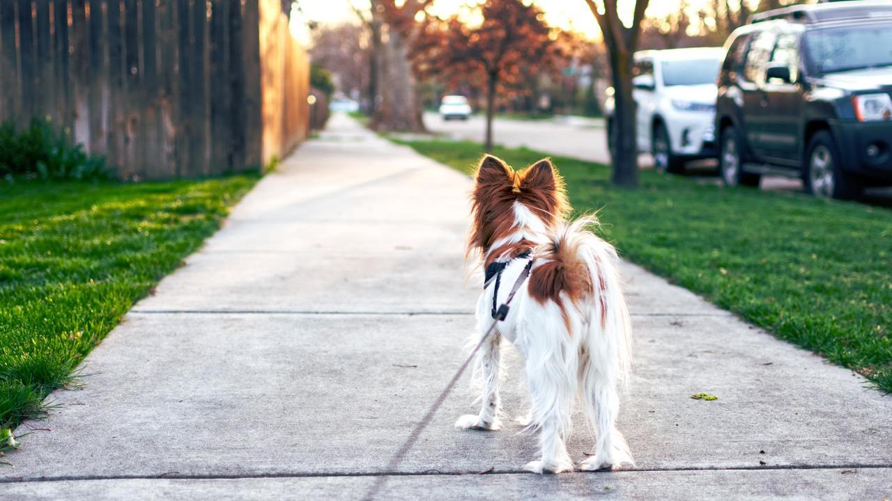 Porti a spasso il cane? Ecco gli errori da evitare per non trasformare la passeggiata in uno stress