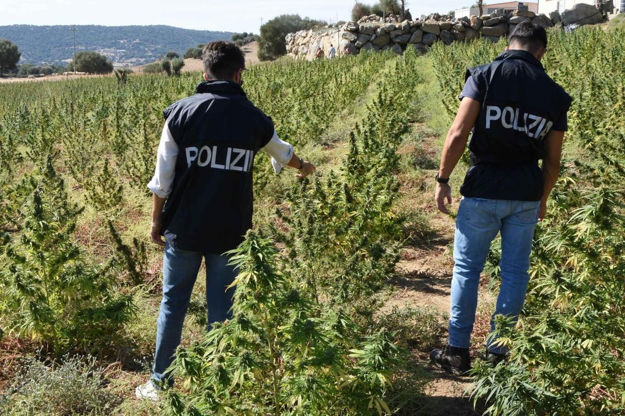 Maxi piantagione con 6mila piante di cannabis nelle campagne del Nuorese: denunciato un giovane