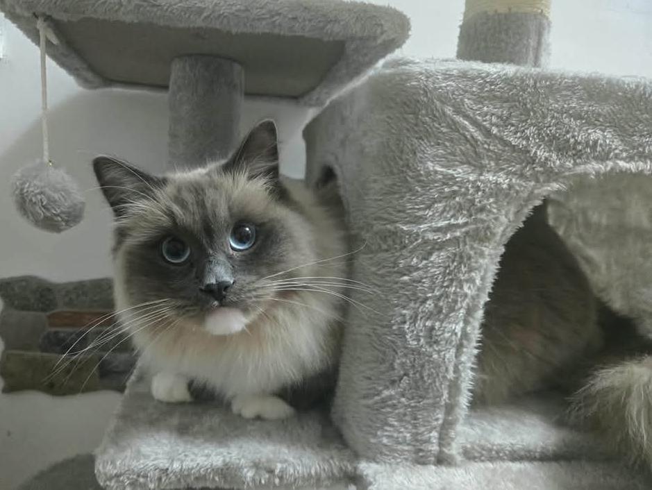 
	Il gatto Leotto

