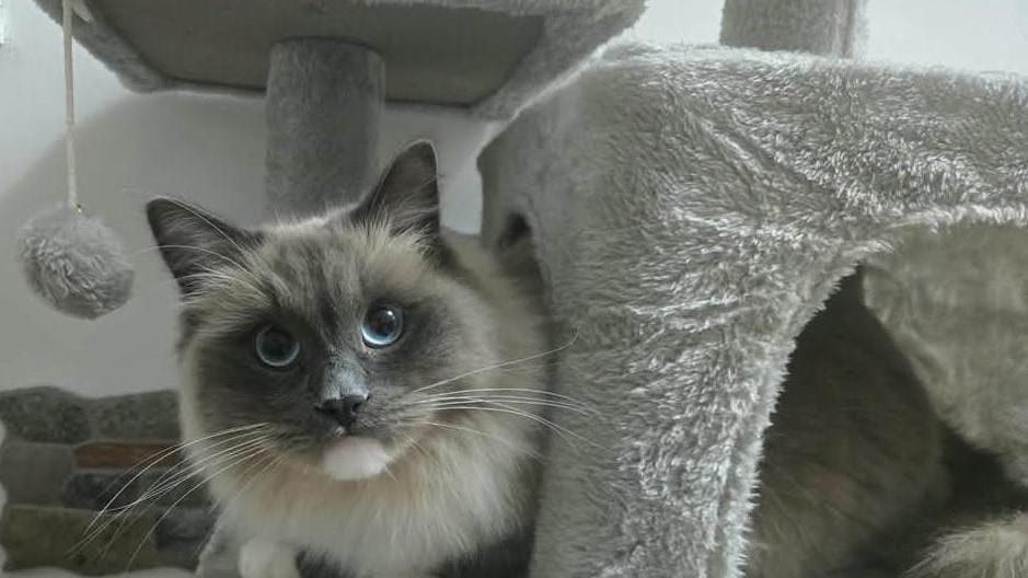 Il gatto Leotto