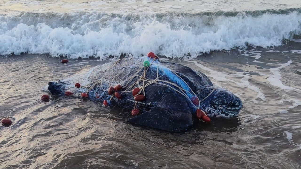 La tartaruga trovata sulla spiaggia