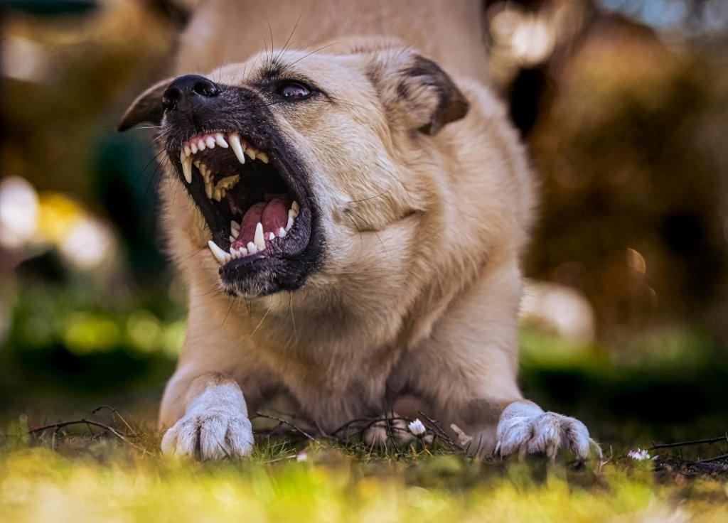 Cane aggressivo da “rieducare”, ordinanza del sindaco al proprietario ...