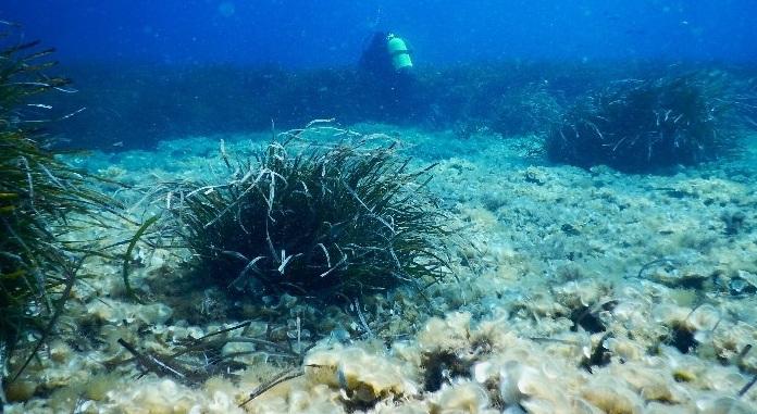 Posidonia