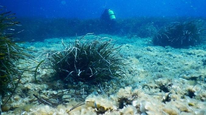 Posidonia