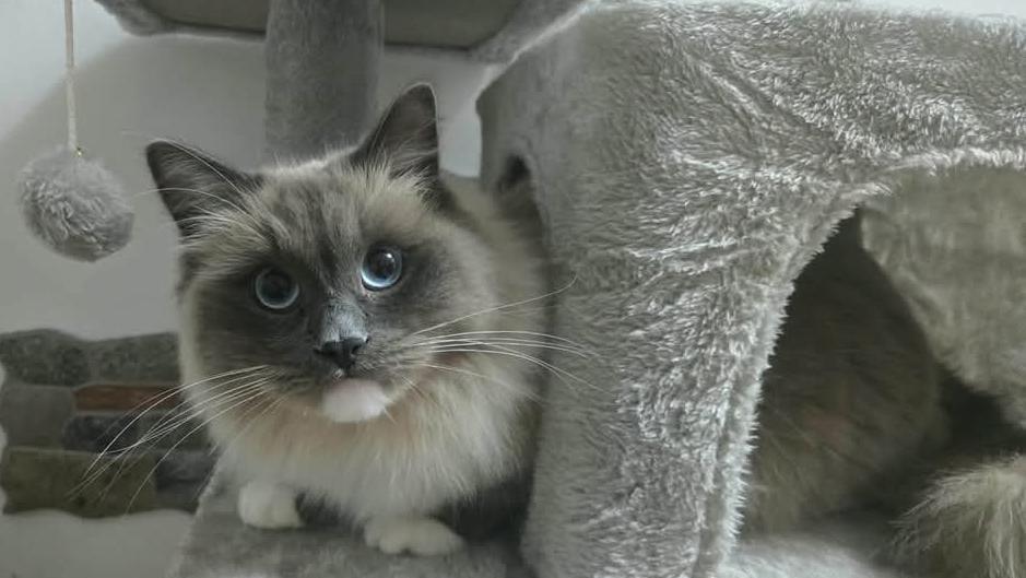 Il gatto Leotto