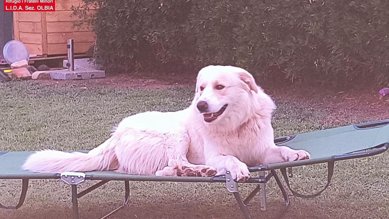 Zeus, il cane ucciso con due fucilate