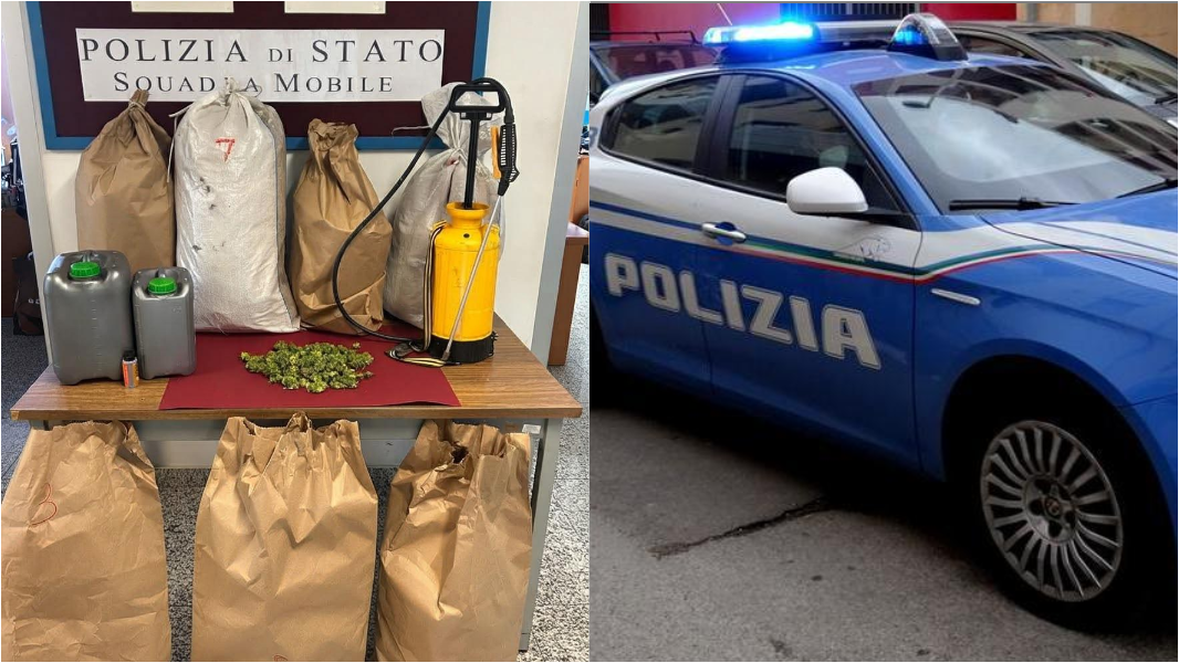 Scoperta una piantagione di cannabis nell’Oristanese: sequestrati 10 chili di marijuana