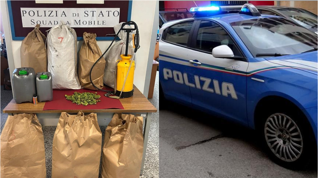 Scoperta una piantagione di cannabis nell’Oristanese: sequestrati 10 chili di marijuana