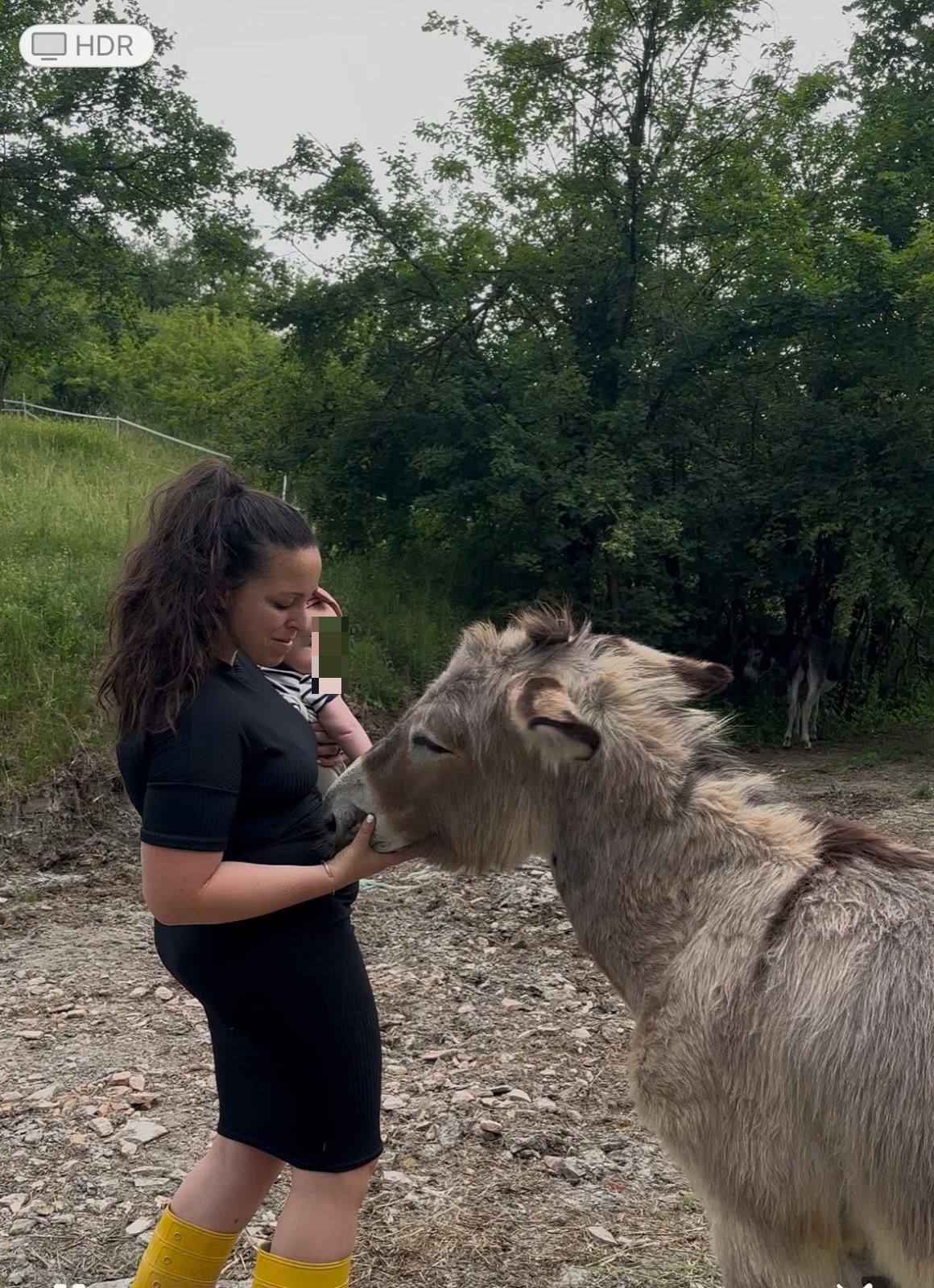 «Cani da caccia nel nostro recinto: sono stati aggrediti gli asini dell’agriturismo»
