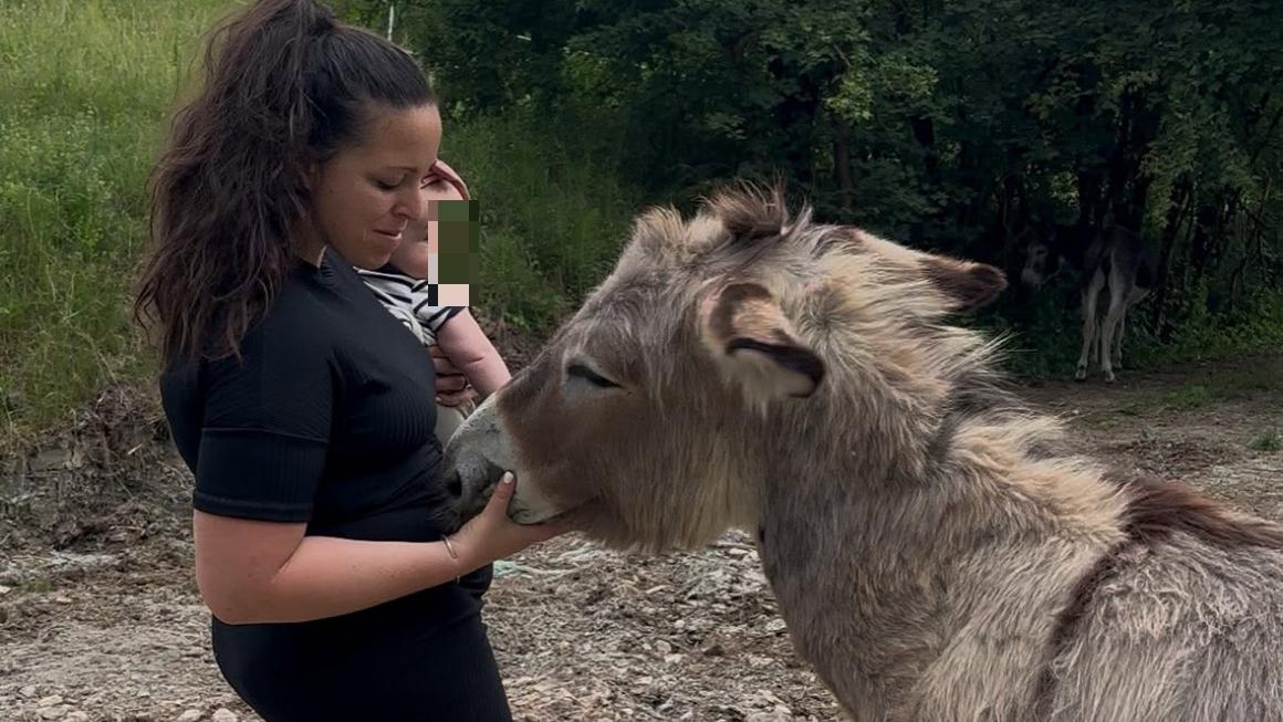 «Cani da caccia nel nostro recinto: sono stati aggrediti gli asini dell’agriturismo»
