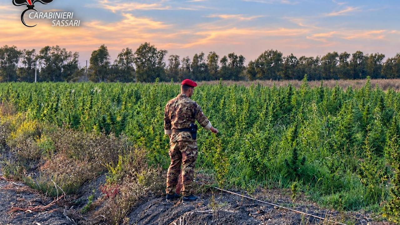 Piantagione di cannabis da 1,2 milioni di euro a Loiri: scarcerati i quattro arrestati