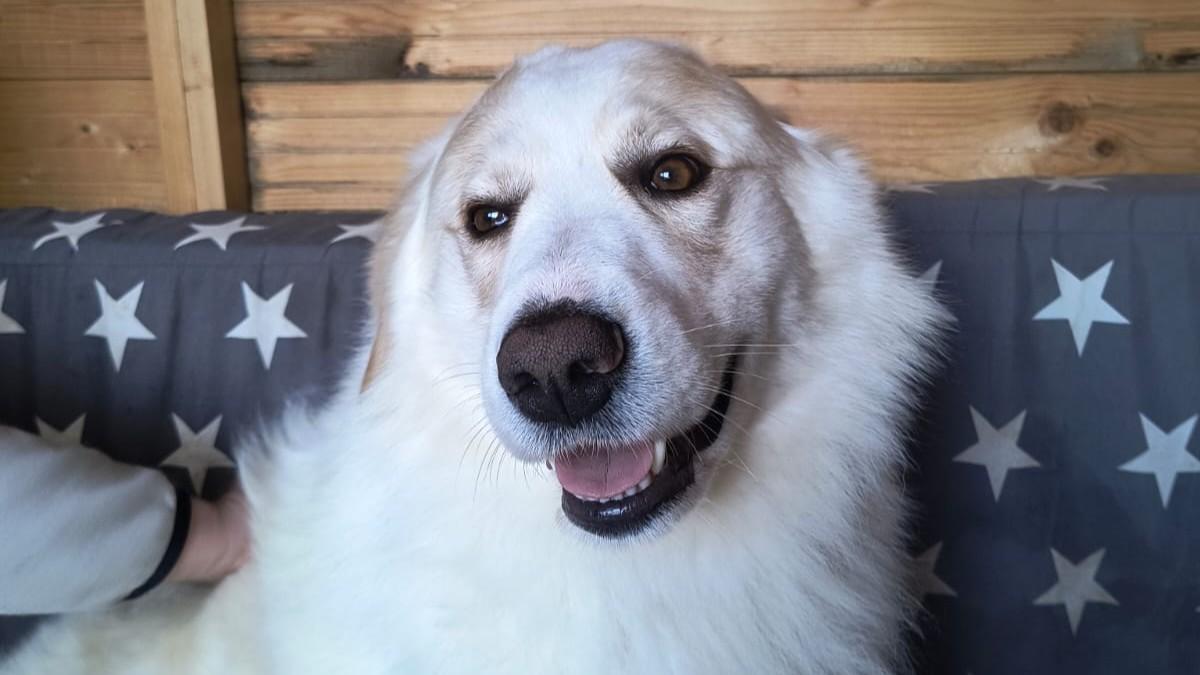 Olbia, cane ucciso a fucilate. Brambilla: «Giustizia, la legge prevede fino a 4 anni di carcere»
