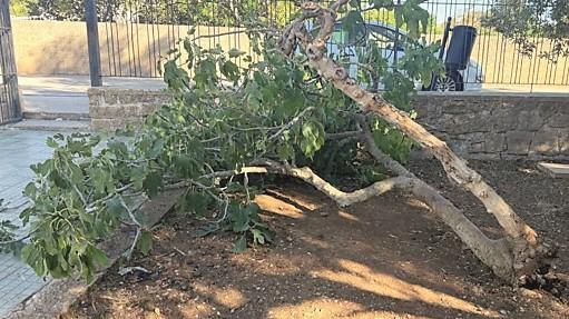 Sassari, paura a Bancali: crolla un albero a scuola e travolge tre bambini