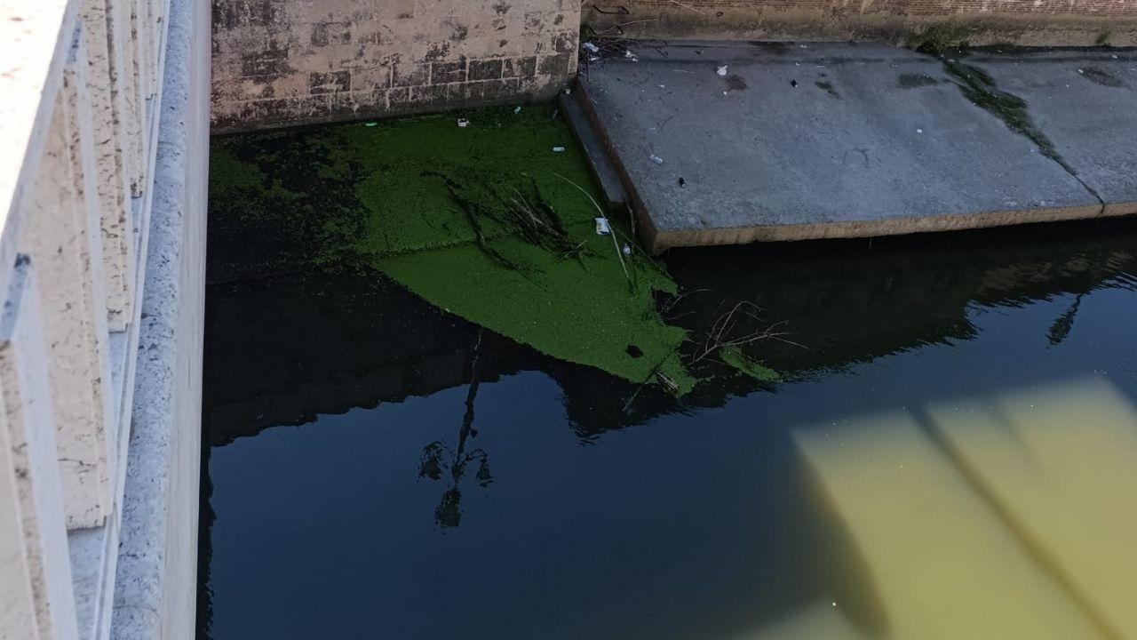 Pisa, patina verde nell'Arno: il Comune chiede le analisi all'Arpat