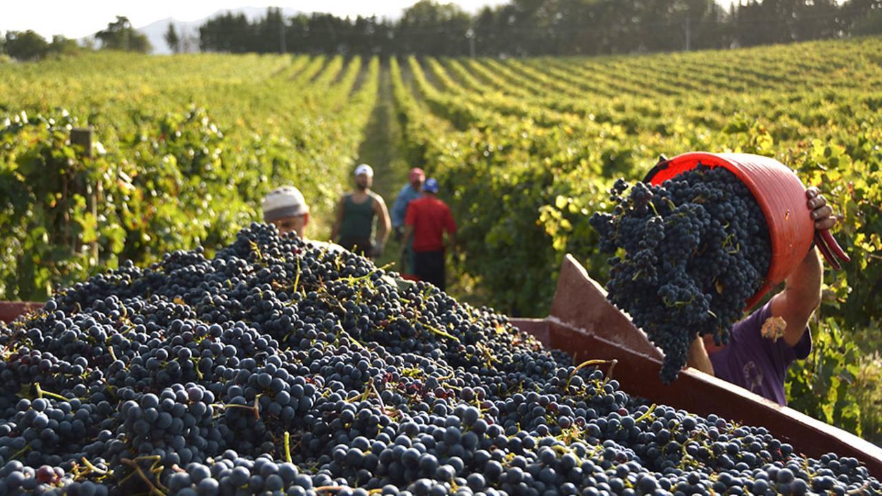 Vendemmia 2026: qualità ai massimi storici e speranze di rilancio per il mercato