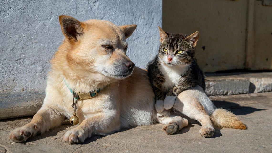 Sterilizzazione di cani e gatti, dalla Regione 1,5 milioni in tre anni: ecco chi potrà beneficiarne