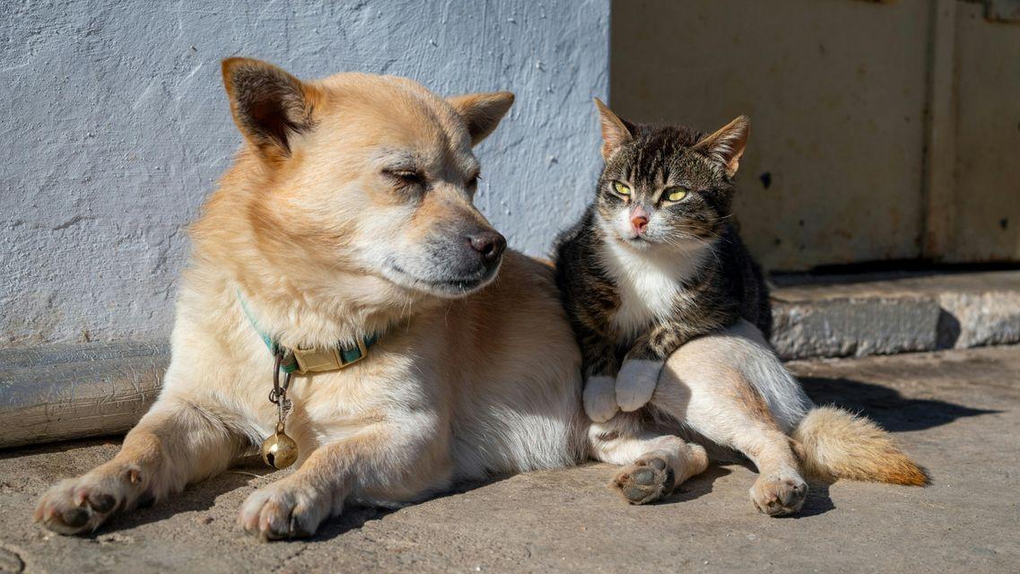 Sterilizzazione di cani e gatti, dalla Regione 1,5 milioni in tre anni: ecco chi potrà beneficiarne