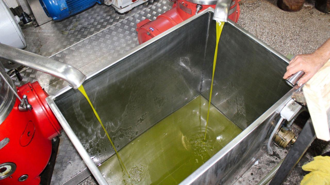 Olio nuovo, per il Toscano Igp una delle migliori produzioni degli ultimi dieci anni – Le prime stime del Consorzio