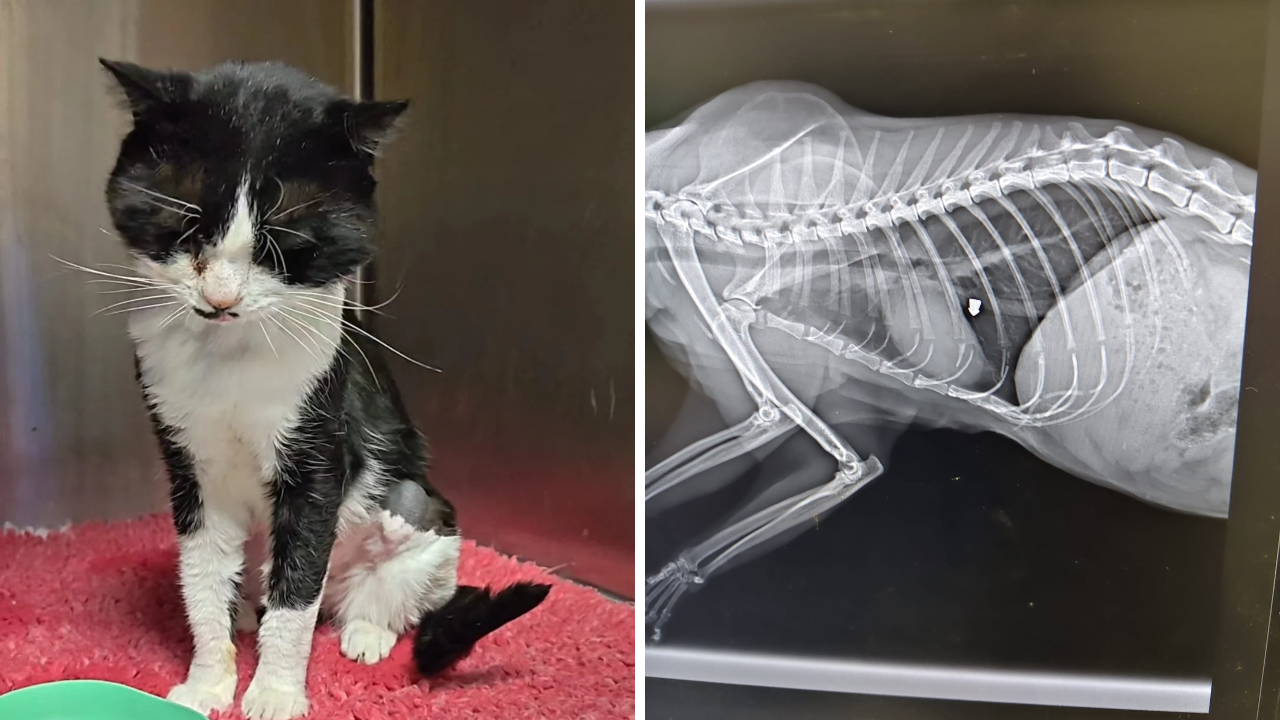 Rosignano, sparano al gatto del paese: un pallino si ferma nel torace