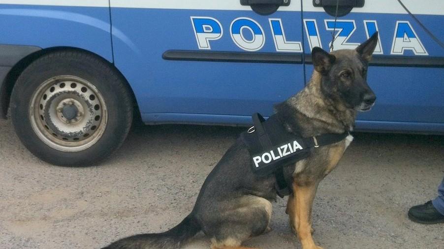 Arzachena, droga a scuola: blitz della polizia con il cane Piton