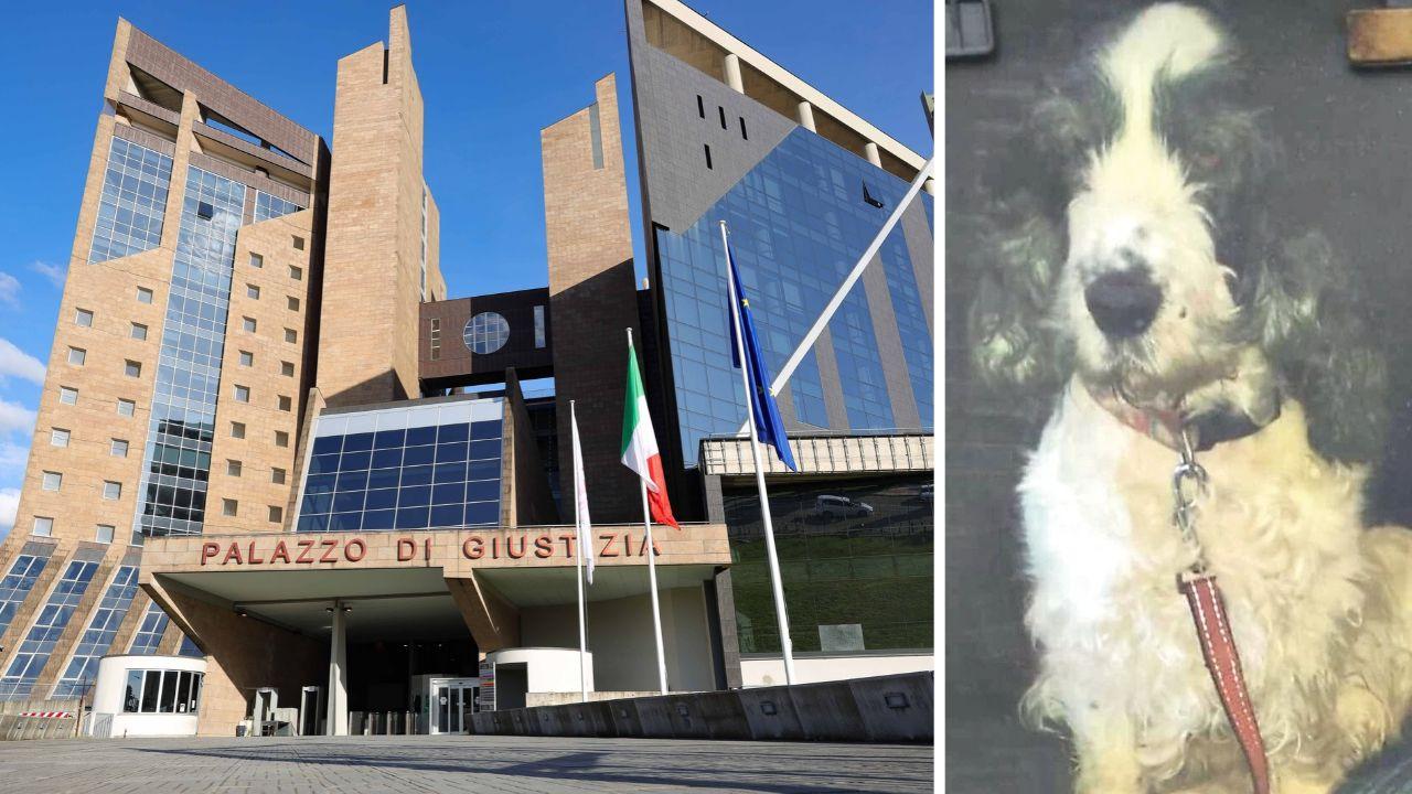 «Lasciò che la cagnolina soffrisse»: veterinario condannato - Dovrà risarcire i padroni