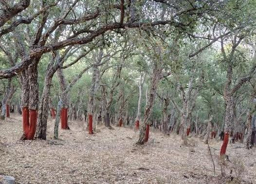 Furto di sughero nelle campagne del paese: decorticate 260 piante del Comune