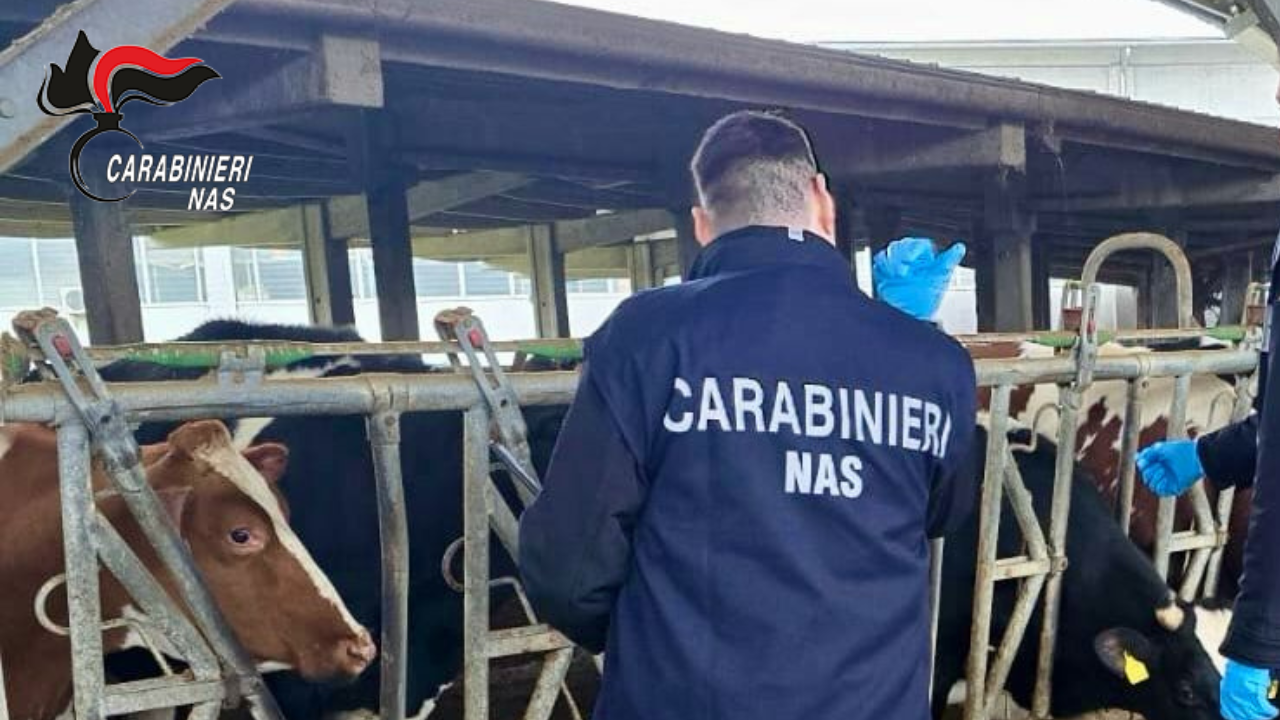 Blitz dei Nas in un allevamento reggiano: sequestrati 14 bovini, multa da 42mila euro