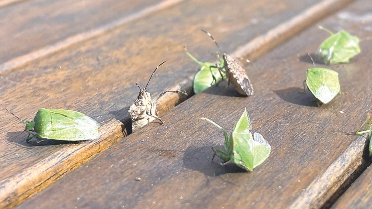 Invasione di cimici in Toscana 