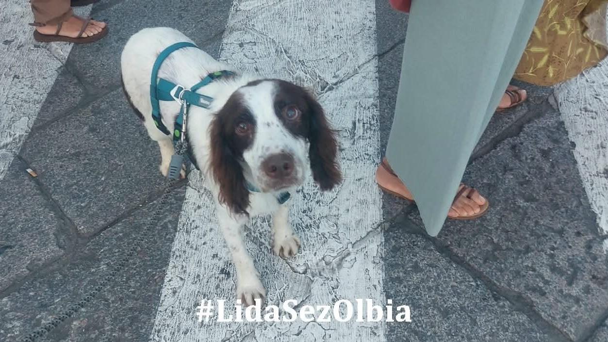 Olbia, non solo Adam Sandler e Salma Hayek: sul set del film di Netflix anche un cane salvato dalla Lida
