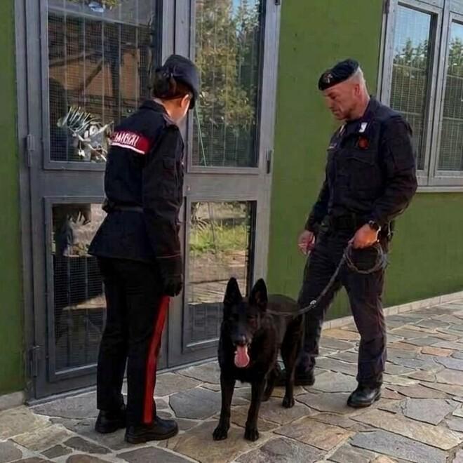 Media Valle, aveva una serra per coltivare la canapa e un etto di marijuana: arrestato