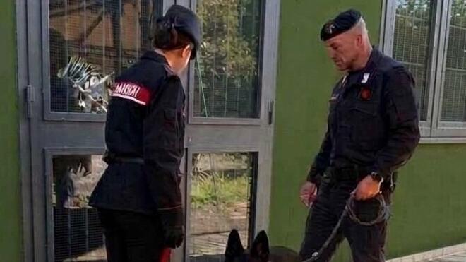 Media Valle, aveva una serra per coltivare la canapa e un etto di marijuana: arrestato