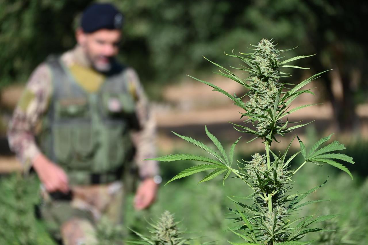 Tremila piante di marijuana sotto sequestro in Sardegna, due arresti: il maxi blitz dei carabinieri