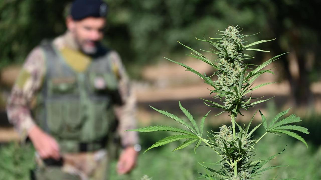 Tremila piante di marijuana sotto sequestro in Sardegna, due arresti: il maxi blitz dei carabinieri