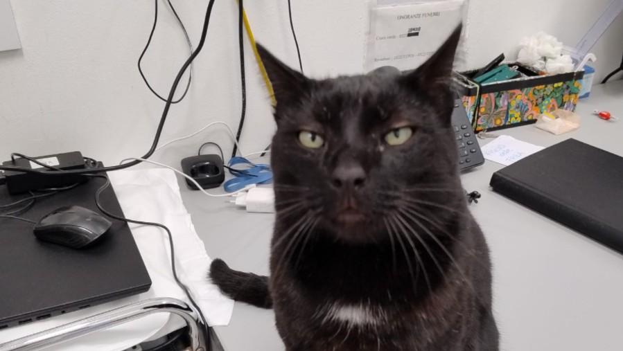 Addio a Pepe, il gatto “adottato” dalla casa di riposo: «Era uno di famiglia»