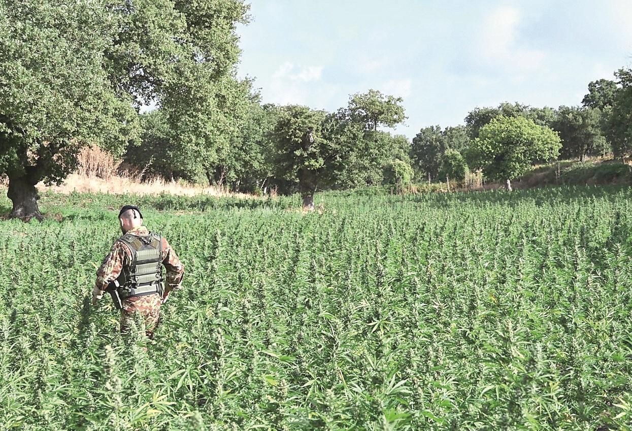 Coltivavano la piantagione di cannabis più grande d’Italia, quattro condanne – Tutti i nomi