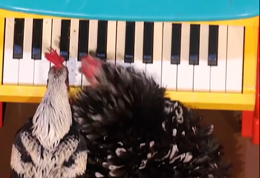 Sul palco c’è la rock band delle galline: Animals Got Talent conquista il pubblico