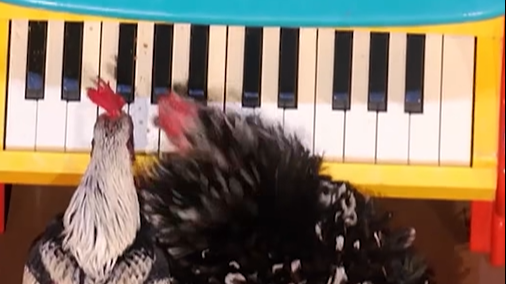 Sul palco c’è la rock band delle galline: Animals Got Talent conquista il pubblico
