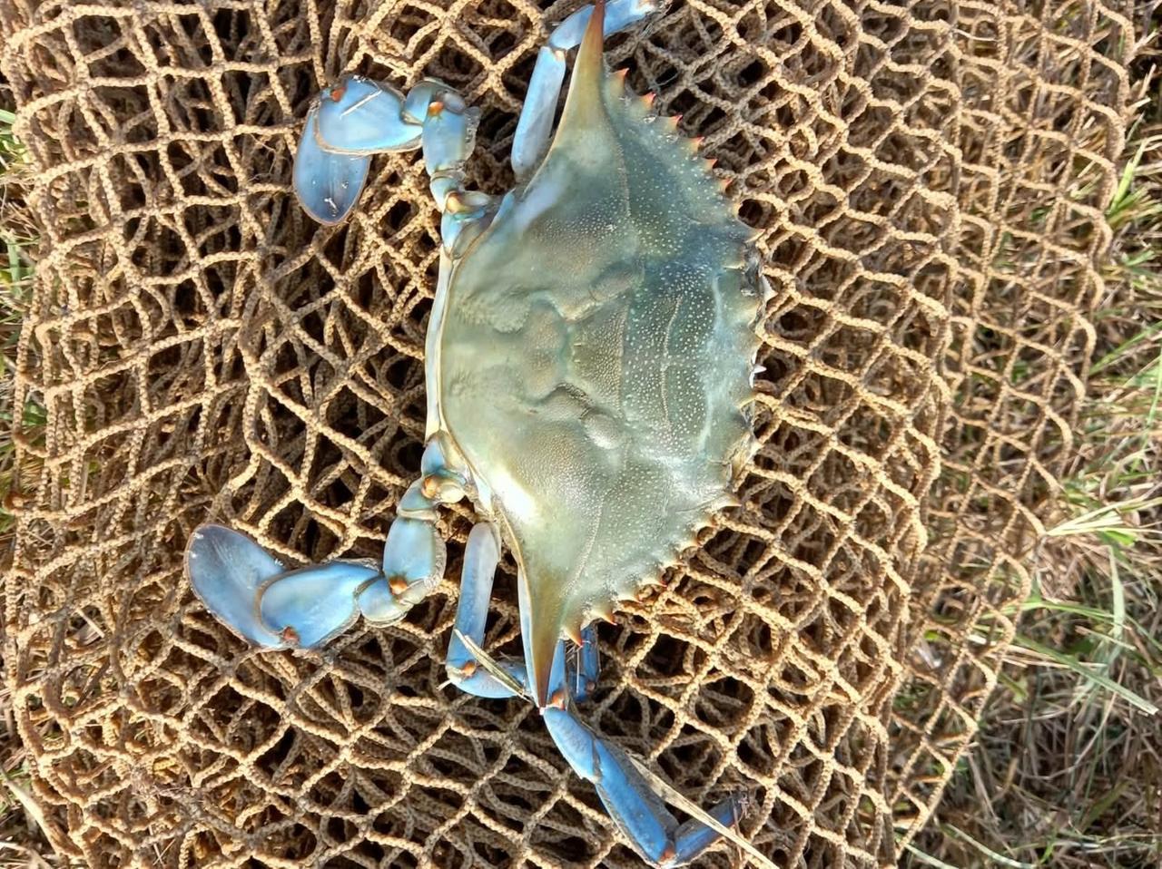 L’invasione del Granchio blu avanza: è arrivato anche nei canali della pianura reggiana