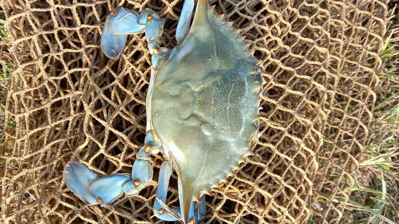 L’invasione del Granchio blu avanza: è arrivato anche nei canali della pianura reggiana